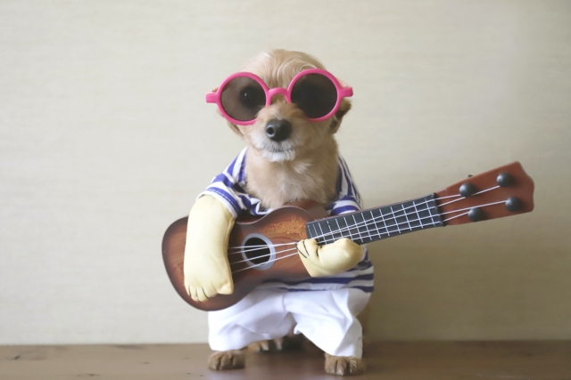 ギターを演奏する犬、DOG